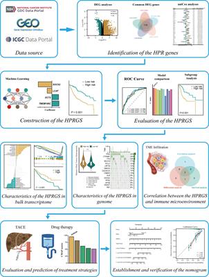 Novel prognostic signature for hepatocellular carcinoma using a comprehensive machine learning framework to predict prognosis and guide treatment